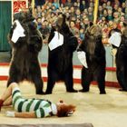 Leider gibt es in dem Bild keinen Text zu beschreiben. Fünf Bären mit einem Tuch stehen aufrecht, während ein Clown auf dem Boden liegt. Im Hintergrund sitzt ein Publikum.