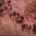 Eine Gruppe Paviane rennt über eine sandige, steinige Fläche, umgeben von spärlicher Vegetation.