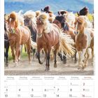 Mai 2027 Kalender mit einer bunten Pferdeherde im Galopp. Wochen- und Feiertage in mehreren Sprachen.