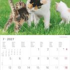 Kalenderseite: Juli 2027. Foto: Kätzchen spielen im grünen Gras.