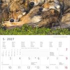 Mai 2027, Kalenderseite. Foto von drei ruhenden Wölfen im Grünen, umgeben von Büschen.