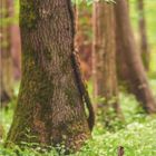 DUMONT unten links. Kalender für April. Waldboden mit Hase; große Bäume und grüne Blätter im Hintergrund.