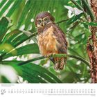 "05", "Dumont" in großer Schrift unten. Eine Eule sitzt auf einem Ast, umgeben von dichten grünen Blättern.