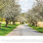 Mai. Blühende Apfelbaum-Allee in Tschechien. Asphaltstraße mit blühenden Bäumen und grünem Gras auf beiden Seiten.