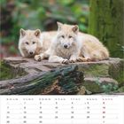 Kalendarium für Juni 2021. Zwei weiße Wölfe liegen auf einem Felsen im Wald.