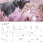 Mai 2027, Kalender mit Feiertagen. Oben ein Hund mit blauem Auge in rosa Blüten schauend.