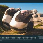 "Mai"; "GEO". Zwei Pinguine sitzen auf Gras, mit Felsen und Meer im Hintergrund.