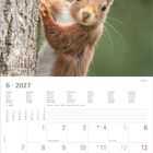 6 · 2027, Montag bis Sonntag sind in mehreren Sprachen aufgeführt. Kalenderblatt, Bild von einem Eichhörnchen an einem Baum.