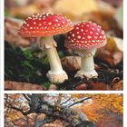 Kalender für November 2021. Fotos von Sonnenuntergang, Fliegenpilzen und einem alten Baum mit Herbstlaub.