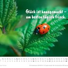 Text: "Glück ist hausgemacht – am besten täglich frisch." 
Ein Marienkäfer sitzt auf einem grünen Blatt. Kalender für Juni 2027.