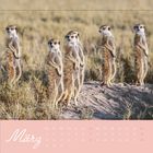 "März" in geschwungener Schrift, darunter Kalendertage. Fünf Erdmännchen stehen aufmerksam in einer Graslandschaft.