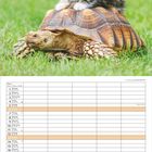 Kalendertabelle Juni. Oben: Kleine Katze sitzt auf Schildkröte im Gras.