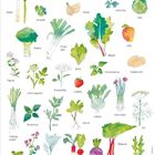 "Mai" mit Illustrationen von Gemüse und Kräutern wie Spargel, Brokkoli, und Dill. Unten Zahlen von 1 bis 31.