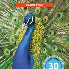 Oben "BLAUER PFAU", Datum: "SEPTEMBER 30, DONNERSTAG". Darunter ein Pfau mit prachtvollem Federkleid.