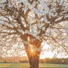 3 2021, Zahlen von 1 bis 31. Blühender Baum, Sonnenstrahlen durch den Stamm, grüne Wiese im Sonnenuntergang.