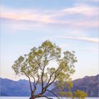 Text unten: "03" mit Zahlenreihe für Tage. Einzelner Baum steht im ruhigen Wasser, Berge im Hintergrund, Himmel rosa.