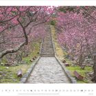 3 · 2027. Eine steinerne Treppe führt durch blühende rosa Kirschbäume. Rechts und links stehen Holzbänke.