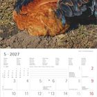 Kalenderblatt Mai 2027 mit Feiertagen und Notizfeld. Oben zwei Ruhende Hühner vor einem Baumstamm.