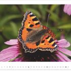 Unten stehen Kalenderdaten für Mai 2027. Ein bunter Schmetterling ruht auf einer pinken Blume.