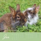 Kalender für Juni, Mo-So, Tage 1-30. Zwei niedliche Kaninchen kuscheln auf einer grünen Wiese.