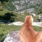 Ein Puma sitzt auf einem Felsen in einer bewaldeten Berglandschaft, beobachtet Wanderer in der Ferne.