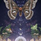 Text: "12", "Moth", "Transformation", "Endings & Beginnings", "Soul growth". Große Motte vor Sternenhimmel, umgeben von Monden.