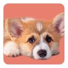 Kein Text vorhanden. Ein liegender, süßer Corgi-Welpe mit großen Augen auf pinkem Hintergrund.