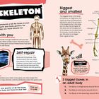 Texte: "THE SKELETON", "Growing with you", "Biggest and smallest", "Self-repair", "Protection".  
Illustration über das menschliche Skelett. Texte erklären Knochenfunktionen. Giraffe und Details zu verschiedenen Knochen.