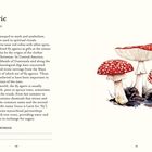 "Fly agaric, Amanita muscaria". Beschreibung und Wissenswertes über den Fliegenpilz. Rechts eine Illustration des Pilzes.