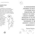 WHO HUNTS THE HEDGEHOG? Text über die Bedrohungen des Igels in Großbritannien. Zitat von Thomas Playfere links. Blumen- und Blättermuster.