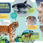 **POWERFUL PREDATORS**  
Orca, Tiger, Polar Bear.  
Predators are carnivores. They eat meat.  
The animals that predators eat are called prey.  
Ermine, Canadian Lynx, African Wild Dog, Wolf.