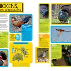 CHICKENS, TURKEYS, AND RELATIVES. Red Jungle Fowl, Wild Turkey, Ring-Necked Pheasant, Peacock Feather Display. Vögel.