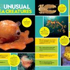 "15 Facts About Unusual Sea Creatures" in lebhaften Bildern von Meeresbewohnern und Texten voller faszinierender Details.