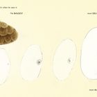 Text: "That's when he sees it. The BIGGEST most DELICIOUS most MAGNIFICENT acorn he has ever seen in his life!"

Illustration eines erstaunten Wesens mit riesigen Augen und einem Eichelhut.