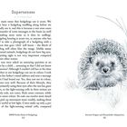 Text: "Supersenses", "Ancient Origins and Remarkable Adaptations". Illustration: Ein Igel zwischen Grashalmen.