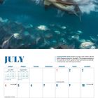 JULY; A great white shark strikes its prey; North Neptune Islands, Australia; Kalender Juli 2027; Fischschwarm im Meer.