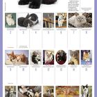 Mai 2027 Kalender mit Katzenfotos. Robert Southey Zitat über Kätzchen. Text über Aberglauben und schwarze Katzen.