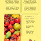 "Cherry tomatoes" und "Salad tomatoes" beschrieben. Bunte Tomaten, gelbe Hintergrundfarbe, zwei Illustrationen von Tomaten.