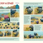 "The Hunt For a Shell 5:38 p.m." Ein Einsiedlerkrebs sucht nach einem größeren Schneckenhaus. Emsiges Treiben am Meeresboden.