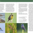 Seitenzahlen 14 und 15 mit "INTRODUCTION". Texte über Vogelidentifikation, Gesang und Rufe. Fünf Vogelbilder unten.