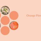 Text: "Orange Flowers". Sechs orangefarbene Kreise, drei mit Blumenbildern darin. Minimalistisches Design auf hellem Hintergrund.