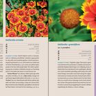 "Gaillardia aestivalis", "Gaillardia aristata", "Gaillardia ×grandiflora". Gelbe und rote Blüten auf grünem Hintergrund.