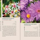 "Symphyotrichum laeve, Symphyotrichum lateriflorum, Symphyotrichum novae-angliae." Drei Pflanzenbeschreibungen mit Fotos violetter und weißer Blüten.