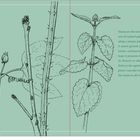 Text über Pflanzenstängel. Illustrationen von zwei Pflanzen mit detaillierten Blättern und Stängeln, grünlicher Hintergrund.