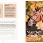 Positive Nitrogen Balance in PSSM2 Horses, Weather Sensitivity, Muscle Management. Foto: Braunes Pferd mit Zaumzeug.