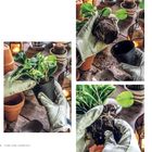Pflanzen umtopfen: Handschuhe, neuer Topf, Spaten, Erde. Schritte: 1. Topf drücken, 2. Pflanze anheben, 3. Über neuem Topf halten.