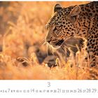 "Leopard auf der Pirsch" steht links unten. Ein Leopard bewegt sich durch goldenes Gras, intensiv und fokussiert.