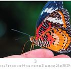 Kalenderseite mit einem Schmetterling auf einem Finger. Farben: Orange, Rot, Blau. Unter dem Monat März.