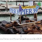 "Pier 39", "Happy 21st Anniversary Sea Lions!" Ein Dock mit vielen Seelöwen, einige mit Partymützen.