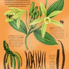 "Vanille Vanilla planifolia. Die Vanillepflanze ist eine immergrüne Rebe. Illustration von Vanilleblüte, Frucht und Schoten."